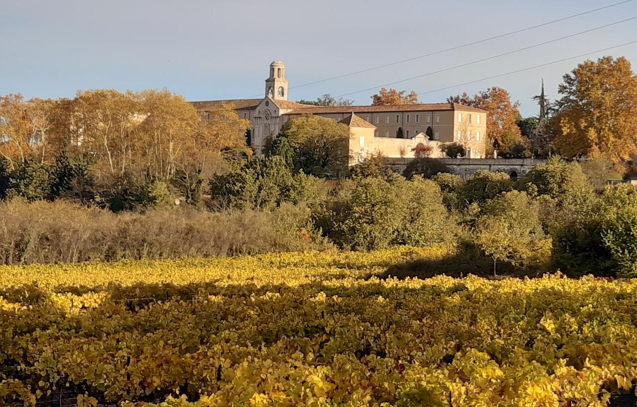 vigne automne