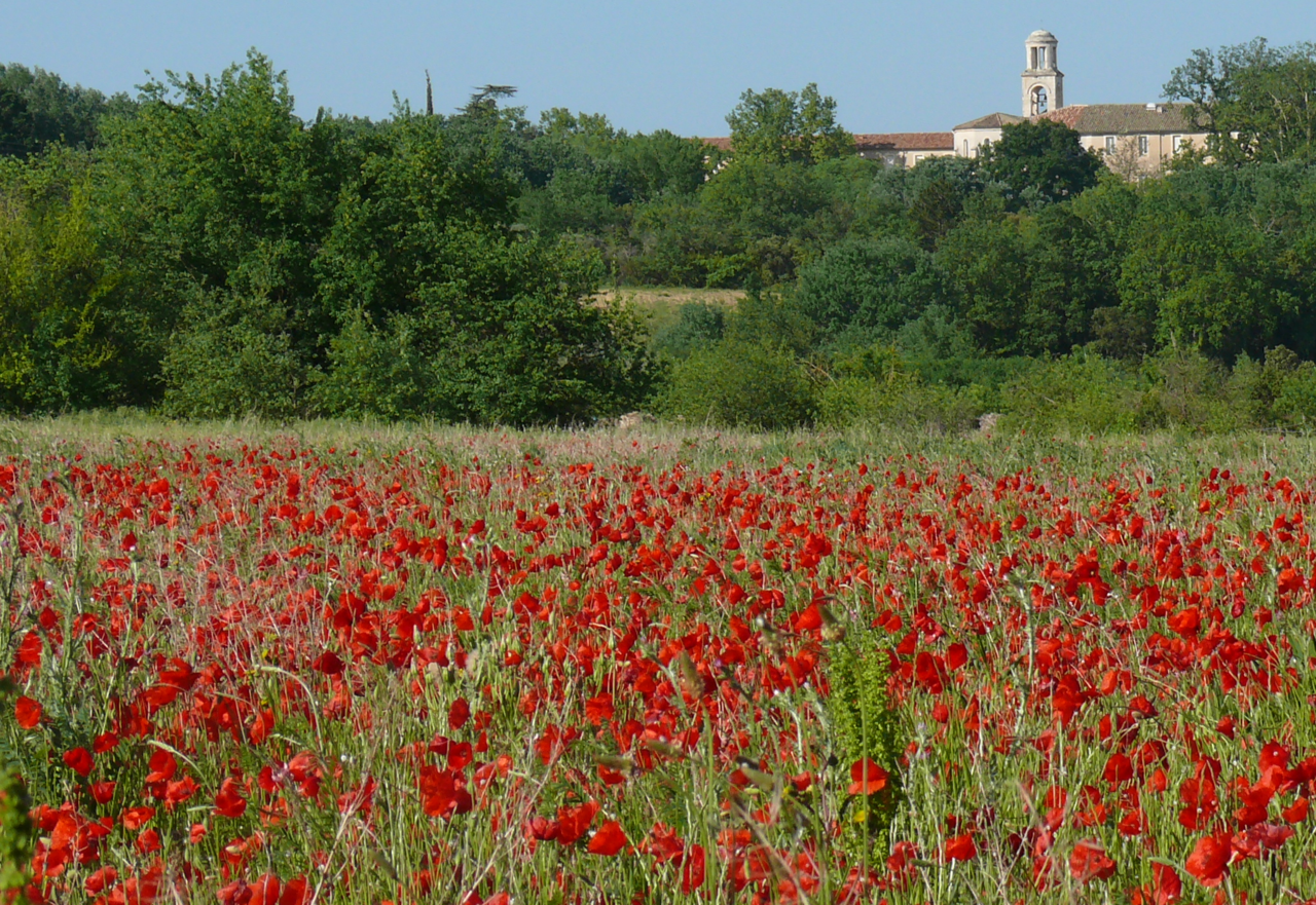 coquelicots